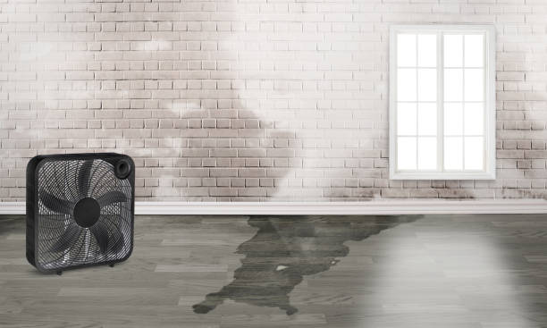 Best Water damage restoration near me  in Edgewood, PA