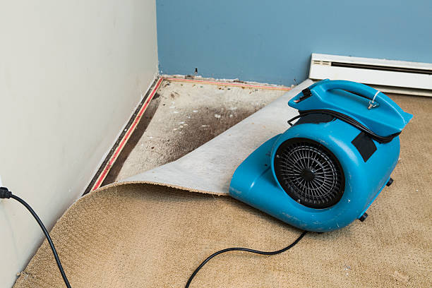 Best Local water damage restoration  in Edgewood, PA